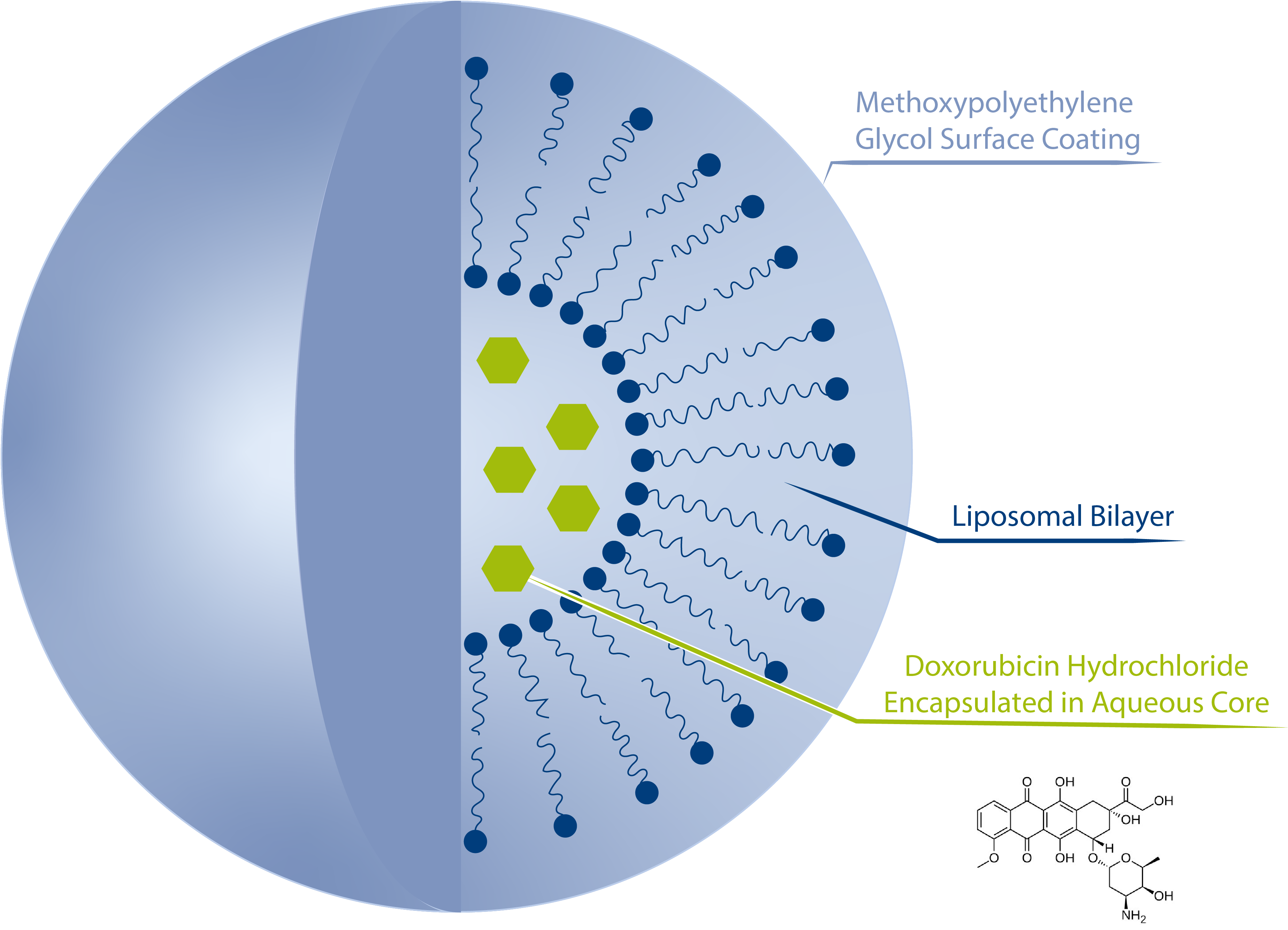 Liposomal Doxorubicin Hcl Background